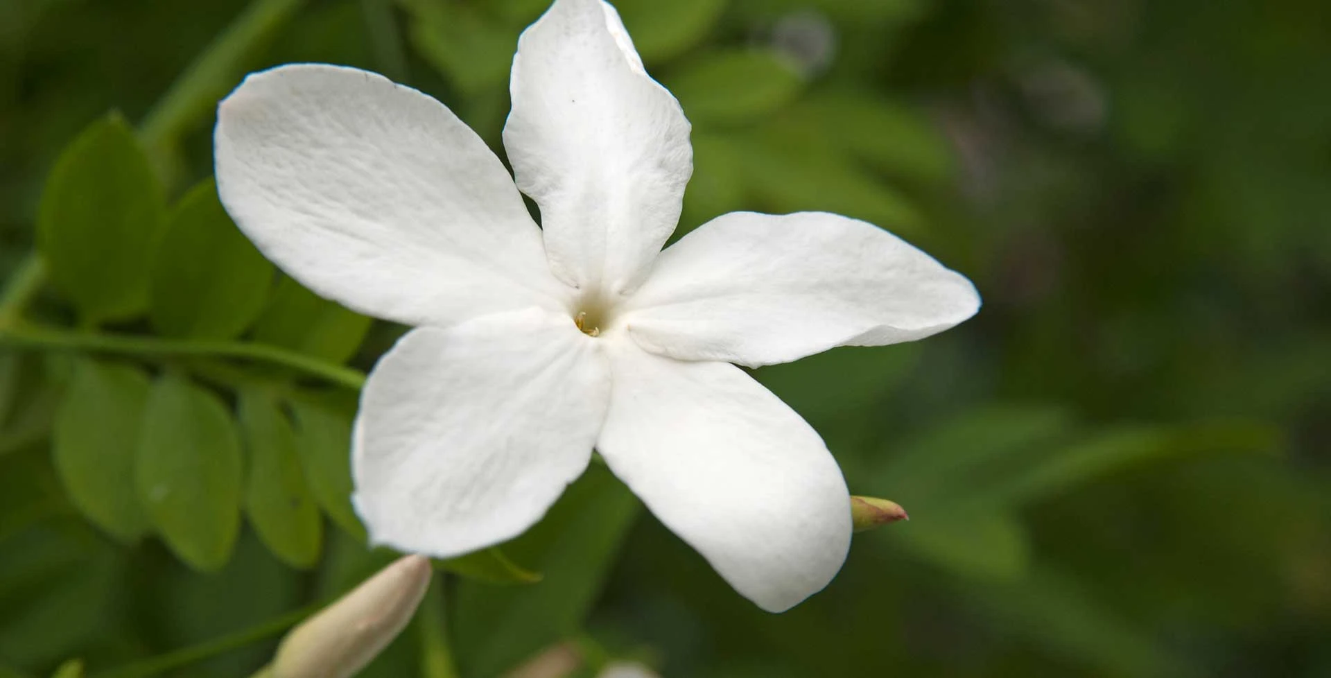 Jasmine