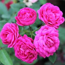 হাজারী গোলাপ-Hazari Rose Plant