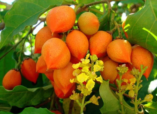 Peanut Butter Fruit Plant